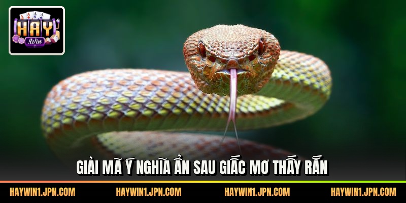 Giải mã ý nghĩa ẩn sau giấc mơ thấy rắn