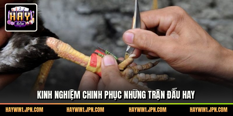 Kinh nghiệm chinh phục những trận đấu hay