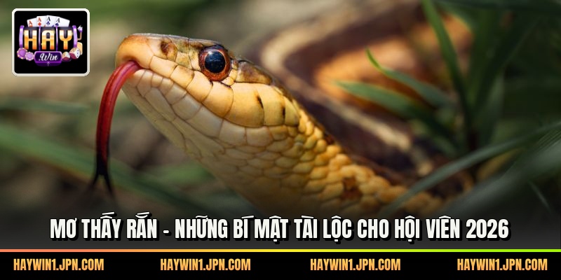 Mơ Thấy Rắn - Những Bí Mật Tài Lộc Cho Hội Viên 2026