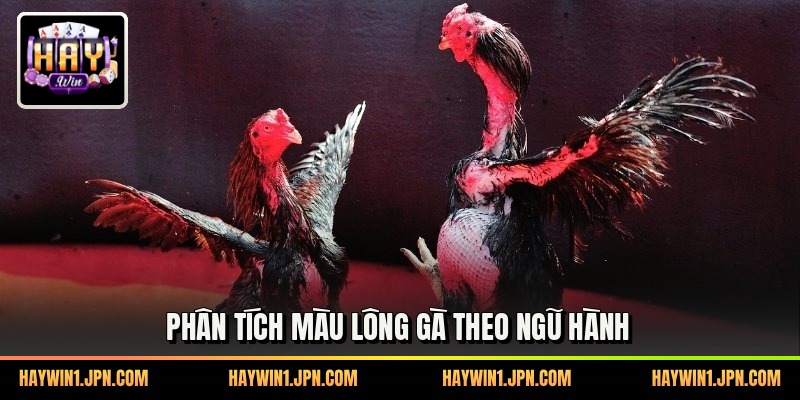 Phân tích màu lông gà theo ngũ hành