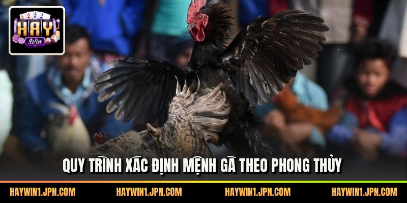 Quy trình xác định mệnh gà theo phong thủy