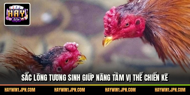Sắc lông tương sinh giúp nâng tầm vị thế chiến kê