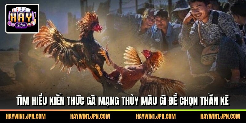 Tìm hiểu kiến thức gà mạng thủy màu gì để chọn thần kê