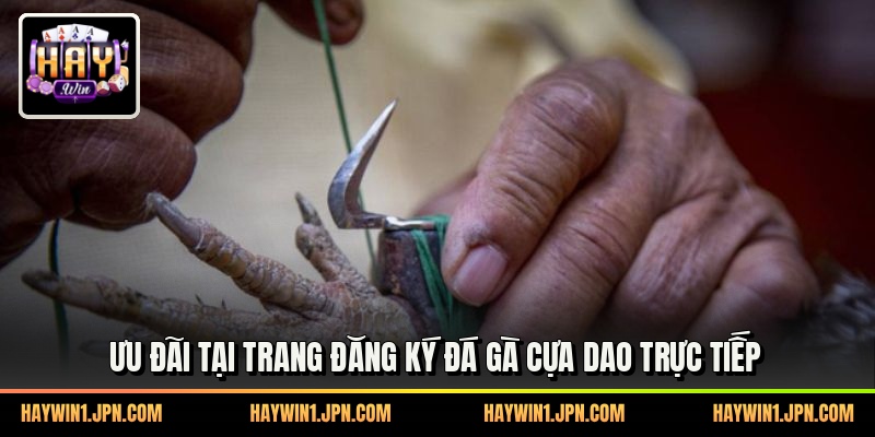 Ưu đãi tại trang đăng ký đá gà cựa dao trực tiếp